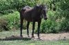 Cheval dans la nature