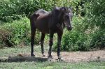 Cheval dans la nature