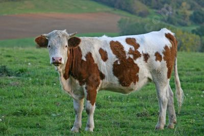 Vache dans un prés - Photo libre de droit - PABvision.com