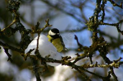 Mésange en hiver - Photo libre de droit - PABvision.com