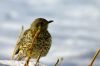 Grive draine en hiver