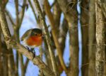  rougegorge sur une branche