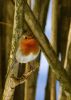 Rougegorge sur une branche
