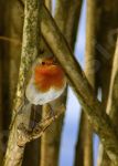 Rougegorge sur une branche