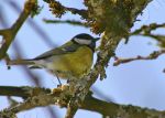 Photos Oiseaux, images gratuites et libres