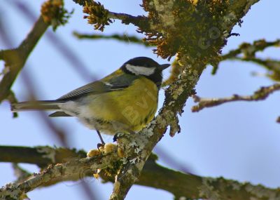 Mésange charbonière sur une branche - Photo libre de droit - PABvision.com