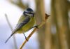 m�sange bleue sur une branche