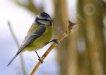  msange bleue sur une branche