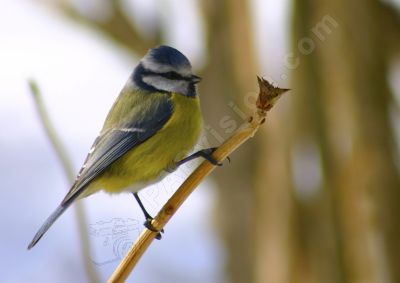 mésange bleue sur une branche - Photo libre de droit - PABvision.com