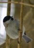 M�sange sur un arbre