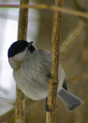 Mésange sur un arbre - Photo libre de droit - PABvision.com