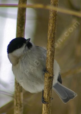 Msange sur un arbre - Photo libre de droit - PABvision.com