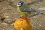  msange bleue sur une pomme