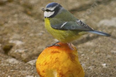 mésange bleue sur une pomme - Photo libre de droit - PABvision.com