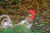 Coq dans la nature