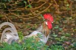 Coq dans la nature