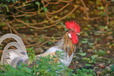 Coq dans la nature - Photo libre de droit - PABvision.com