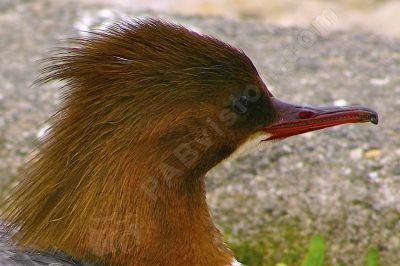  canard harle bivre - Photo libre de droit - PABvision.com