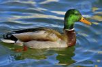  canard sur l'eau