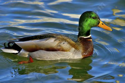  canard sur l'eau - Photo libre de droit - PABvision.com