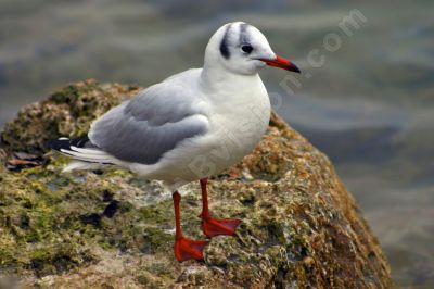 mouette au bord de l'eau - Photo libre de droit - PABvision.com