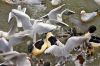  mouettes et canards au bord de l'eau