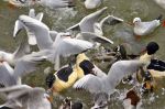  mouettes et canards au bord de l'eau