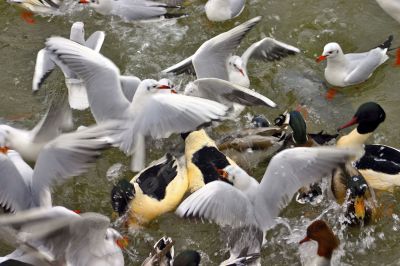 mouettes et canards au bord de l'eau - Photo libre de droit - PABvision.com