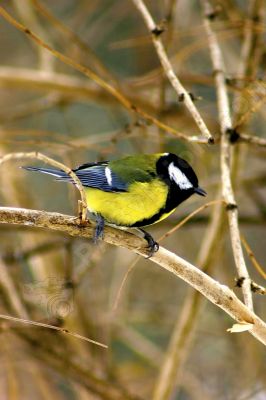 Mésange charbonnière - Photo libre de droit - PABvision.com