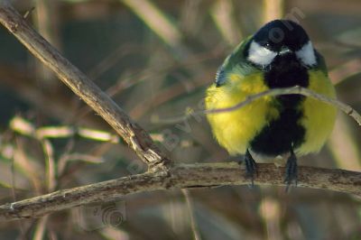 Mésange charbonnière - Photo libre de droit - PABvision.com