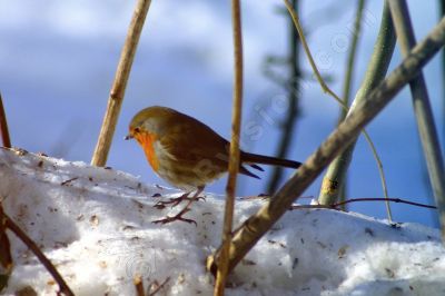 rouge gorge en hiver - Photo libre de droit - PABvision.com