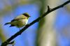 Jeune oiseau sur une branche