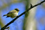 Jeune oiseau sur une branche