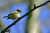 Jeune oiseau sur une branche - Photos