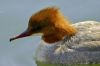  canard harle bi�vre sur l'eau