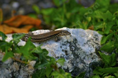 Lzard sur une pierre au soleil - Photo libre de droit - PABvision.com