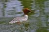  canard harle bi�vre sur l'eau
