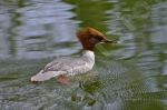  canard harle bivre sur l'eau