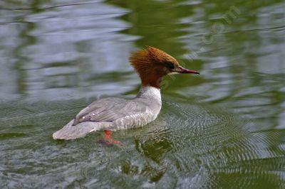 canard harle bièvre sur l'eau - Photo libre de droit - PABvision.com