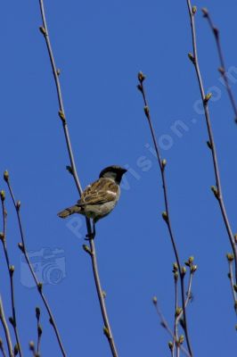 Moineau domestique  - Photo libre de droit - PABvision.com