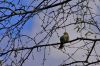 Oiseau sur une branche