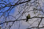 Oiseau sur une branche