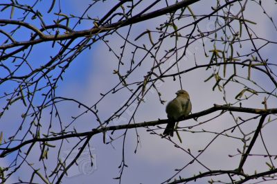 Oiseau sur une branche - Photo libre de droit - PABvision.com