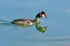 Gr�be hupp� sur l'eau