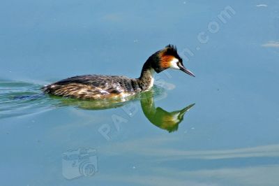 Grêbe huppé sur l'eau - Photo libre de droit - PABvision.com