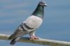 Pigeon sur une barri�re