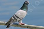 Pigeon sur une barrire