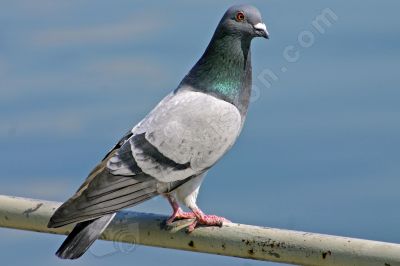 Pigeon sur une barrire - Photo libre de droit - PABvision.com