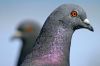 T�te de pigeon