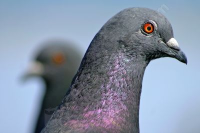 Tte de pigeon - Photo libre de droit - PABvision.com